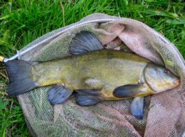 Tench match No 2