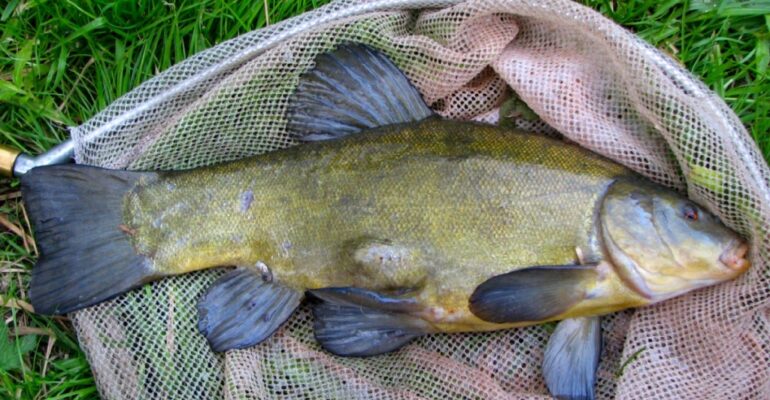 Tench match, No 3