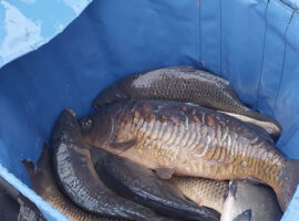 Black Bank, any method match, 28th Oct