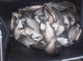 Skimmers for Black Bank