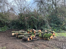 North Pond Dead Tree Removal