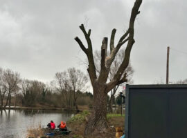 Yaddlethorpe dead willow tree felling complete.