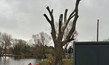 Yaddlethorpe dead willow tree felling complete.