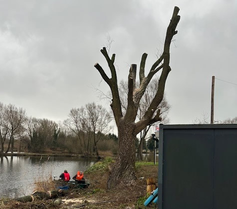 Yaddlethorpe dead willow tree felling complete.