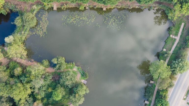 Yaddlethorpe lily clearance